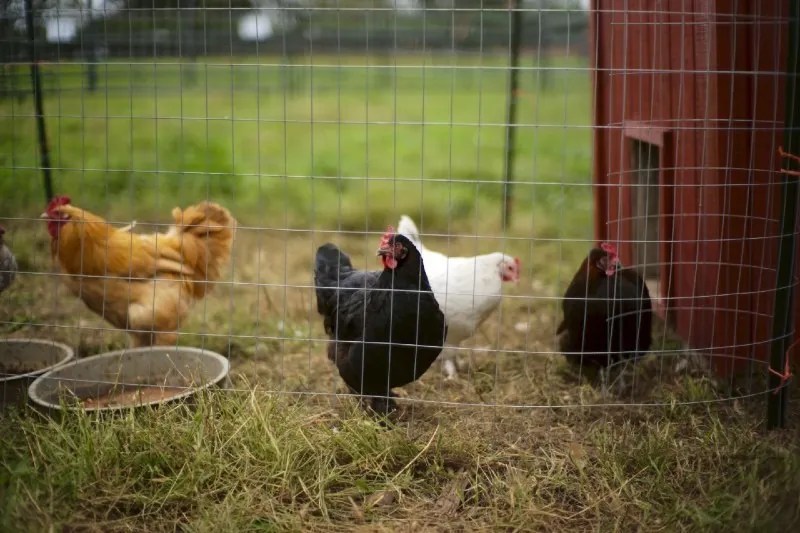 How to Start Poultry Farming? [Everything You Need to Know] Farming Base