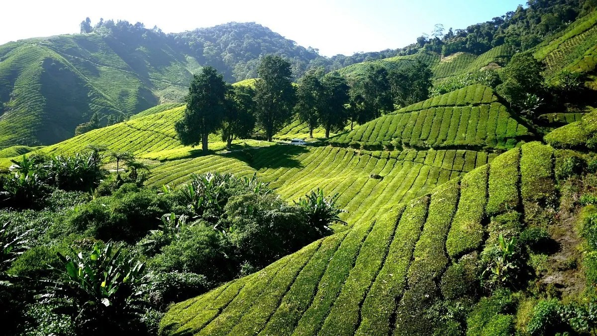 How to Farm on a Hill Farming Base