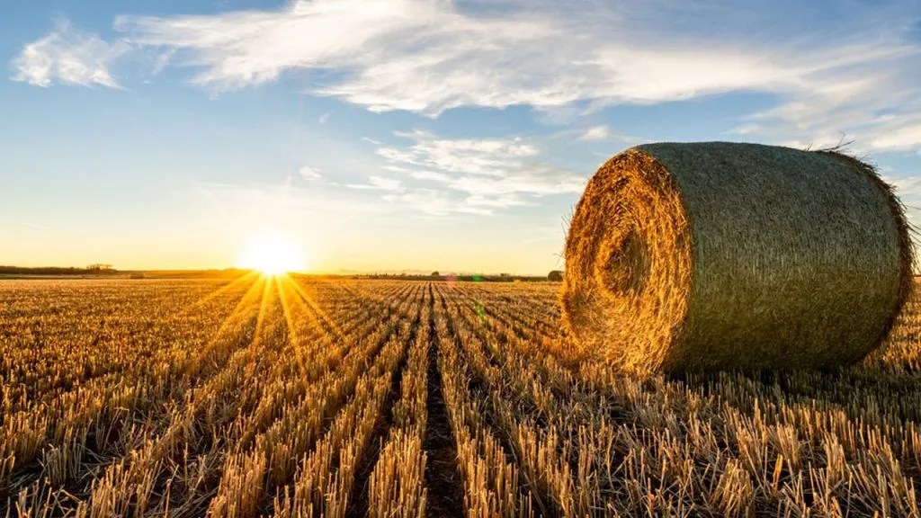 How Many Bushels Does a Semi Trailer Hold BlakekruwBarker