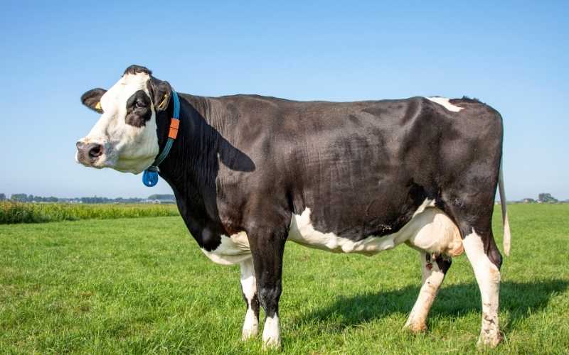 17 Black and White Cow Breeds with Photos Farming Base