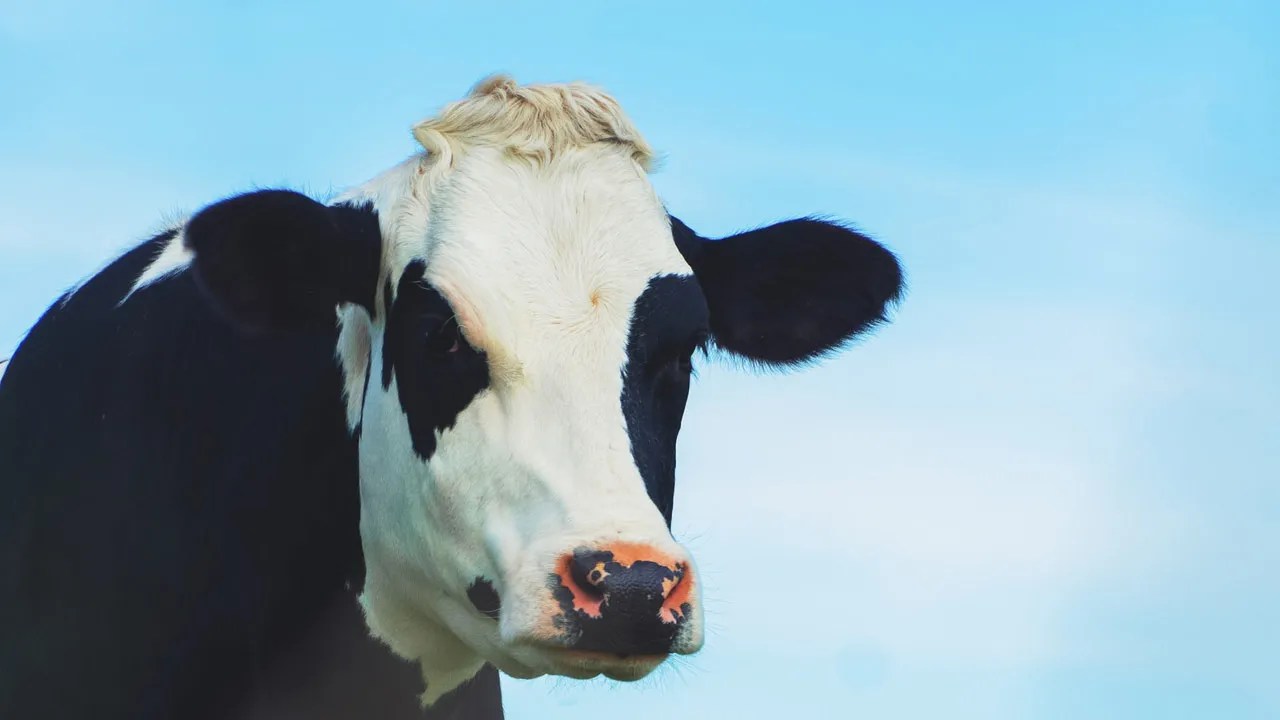 Cow Digestive System? Farming Base