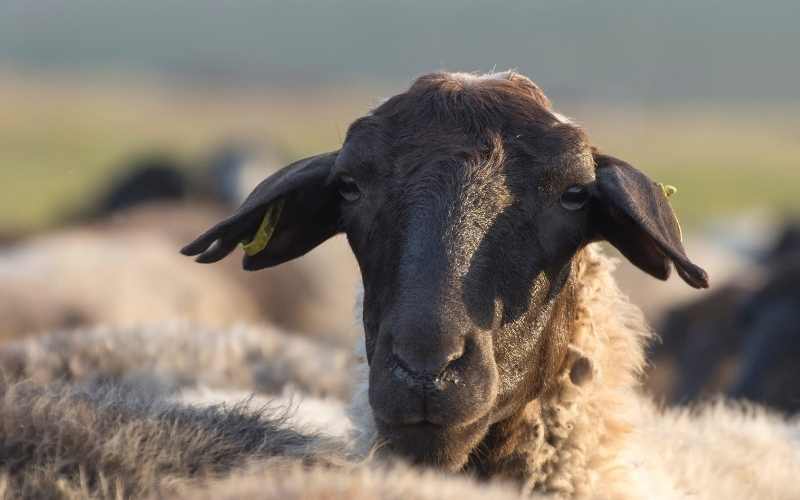 10 Black Faced Sheep Breeds with Pictures Farming Base