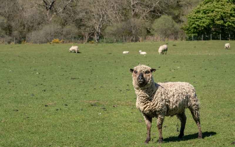 10 Black Faced Sheep Breeds with Pictures Farming Base