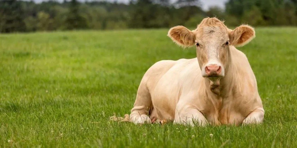 171+ Cow Names Funny & Cute Ideas for Pet Farming Base