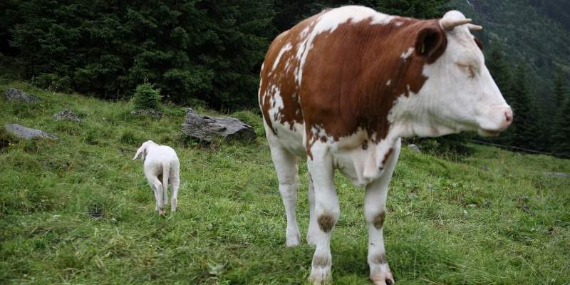 Do Cows Sleep Standing Up? U.S. Dairy