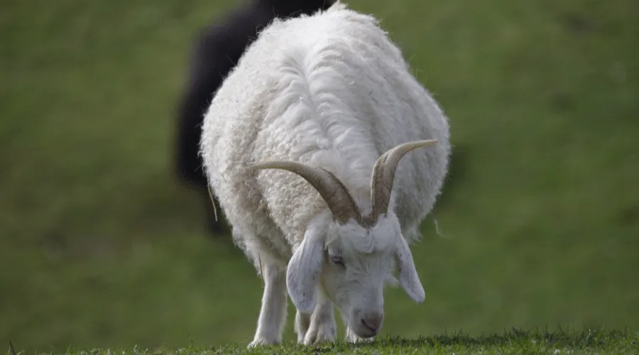 How Much Cashmere Does a Goat Produce? Farming Base