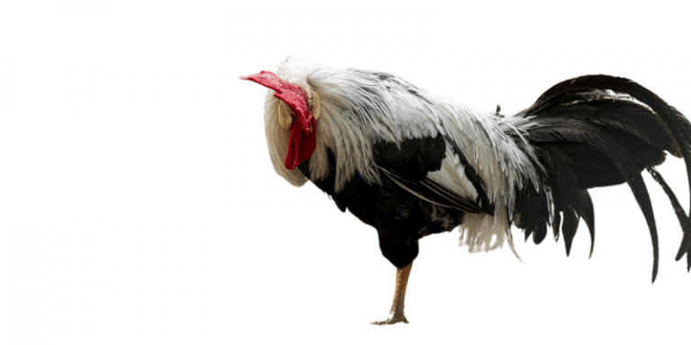 Law Grey Gamefowl Characteristics & History Farming Base