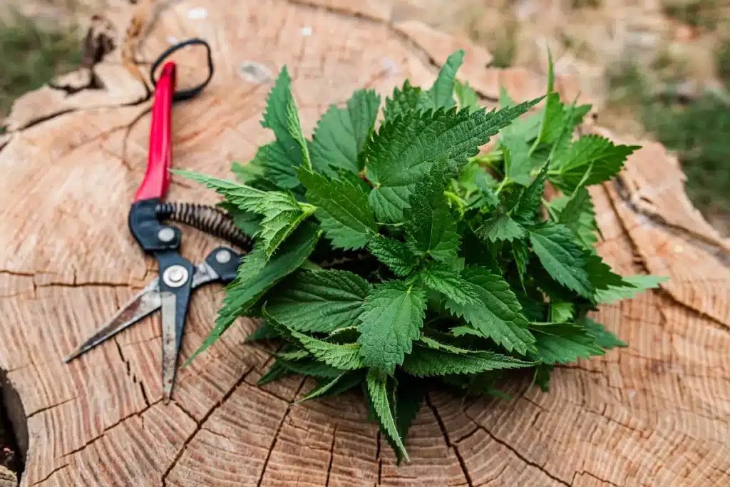 Why and how to use nettles leaf for your garden?