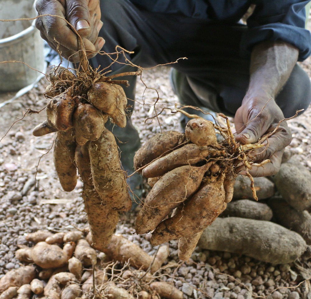 Yam Varieties in Grenada Farming in Grenada
