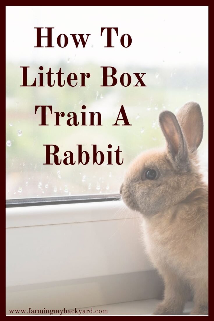 How To Litter Box Train A Rabbit Farming My Backyard