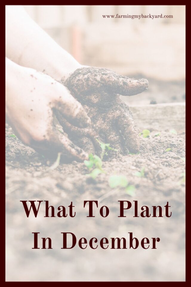 What To Plant In December Farming My Backyard