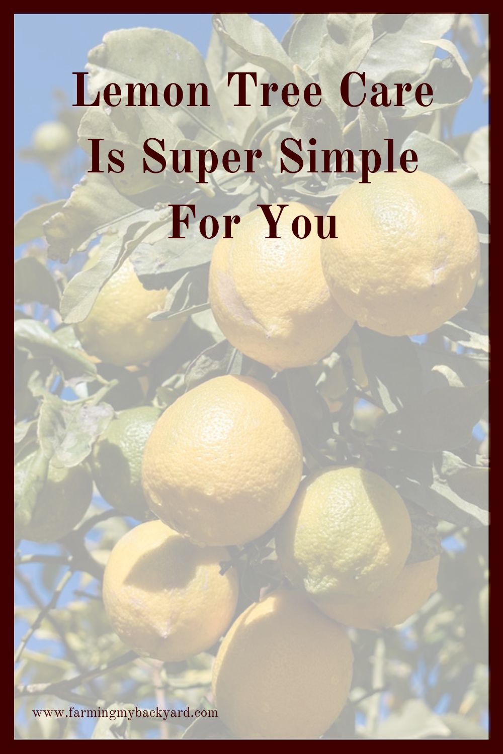 Lemon Tree Care Is Super Simple For You Farming My Backyard