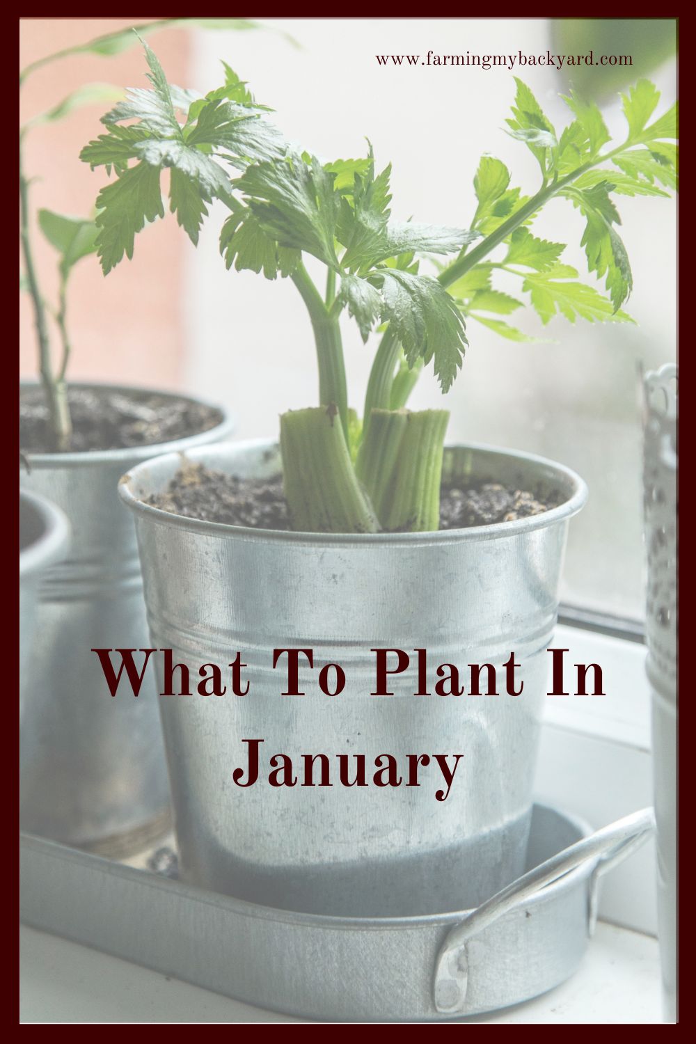 What To Plant In January Farming My Backyard