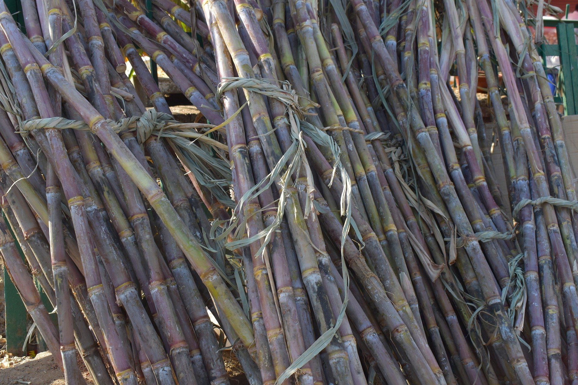 How Long Does Sugarcane Take To Grow Farming Pedia