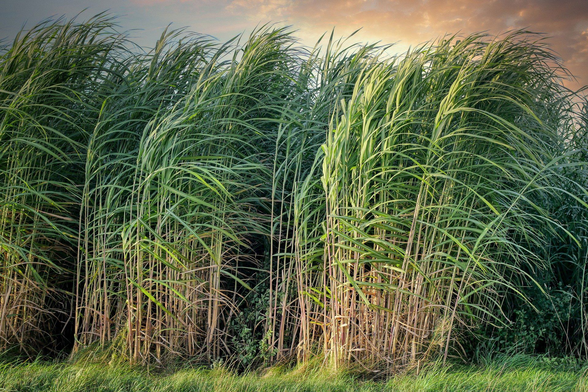 How Long Does Sugarcane Take To Grow Farming Pedia