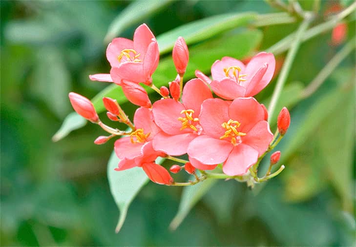 How To Grow Jatropha integerrima (Peregrina) From Seeds Guide For