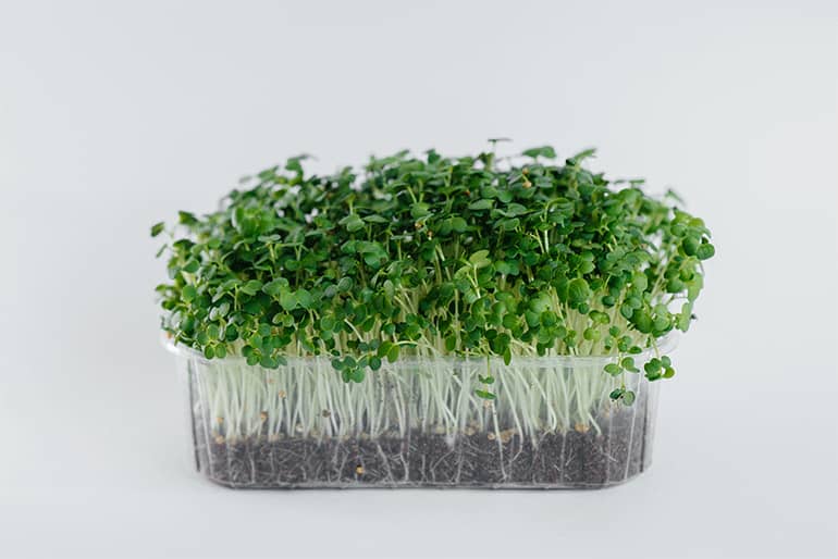 Best Microgreens Seeds Sprouter Machine
