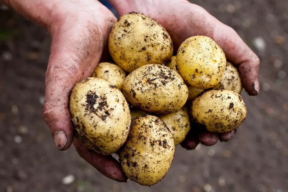 Can Potatoes Grow in Light Partial Shade Sunlight Area? (Facts You