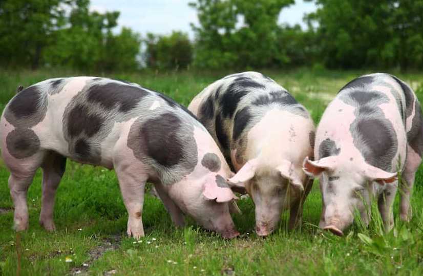 Understanding Deadweight Average Pig Price A Key Indicator in the Pork