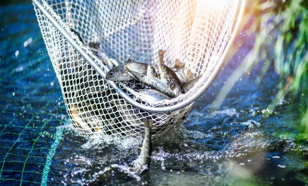 Fish Farming vs. Fish Stocking What Is the Difference?