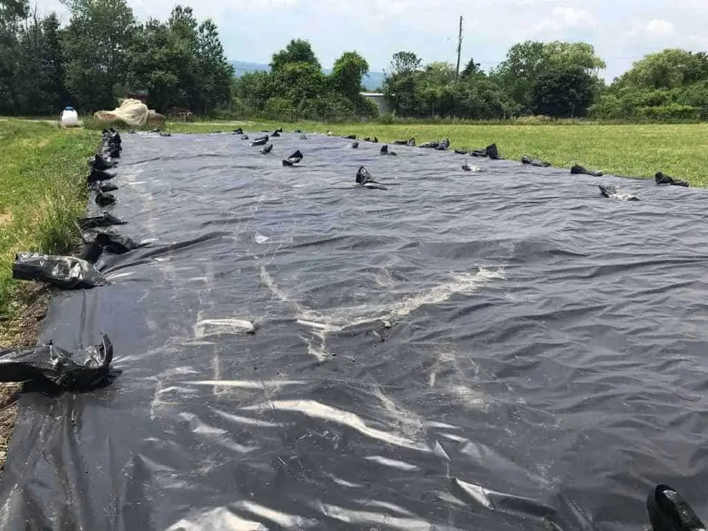 How To Sterilize Soil in the Sun With Black Plastic (Soil Solarization