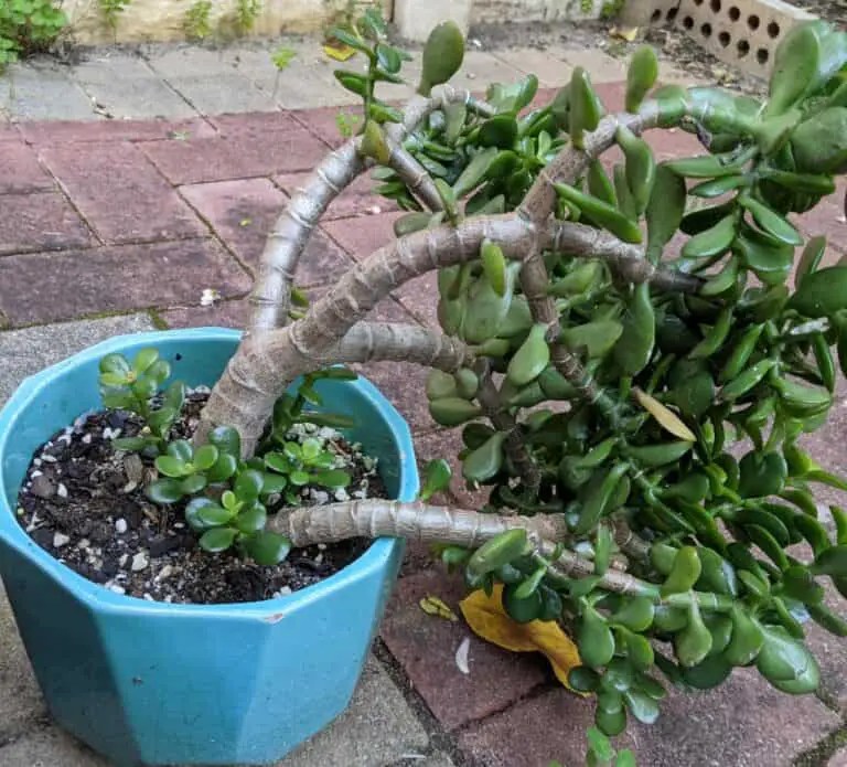 Jade Plant Falling Over 8 Common Reasons Crassula Ovata Falls Over