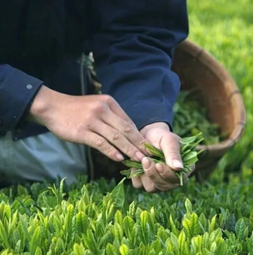 Green tea coop aims for Asian connoisseurs Farming Together