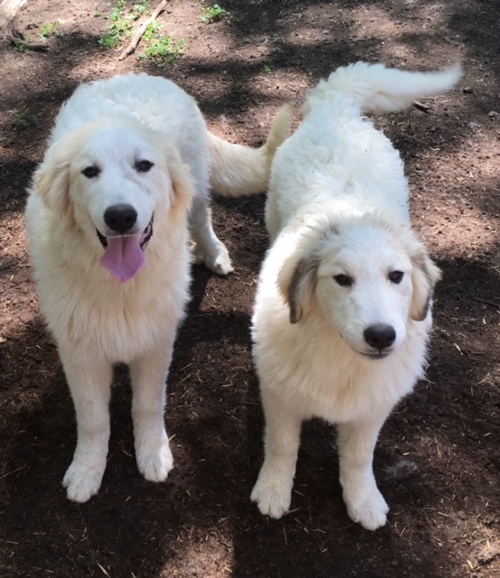 Excellent Great Pyrenees Puppies Available Farming with Carnivores