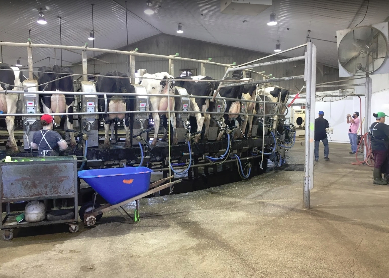 Dairy Farm Assistant Herdsman A.I. Breeder Farm Job List