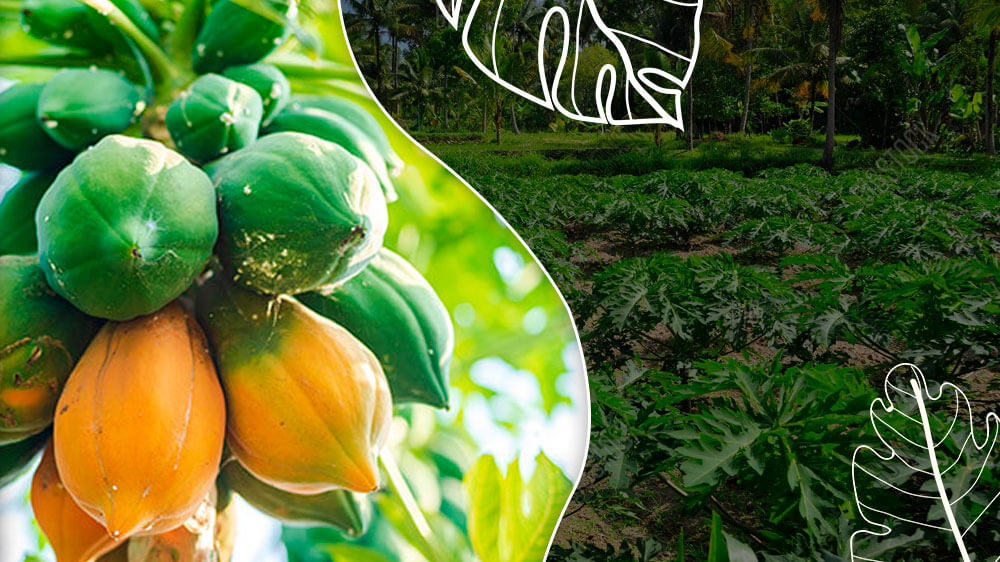 How To Do Papaya Farming? Everything You Need to Know