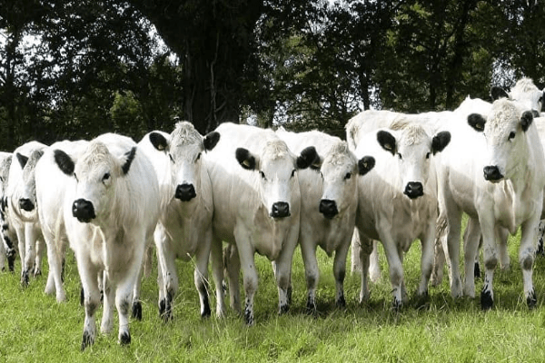 American White Park Cattle