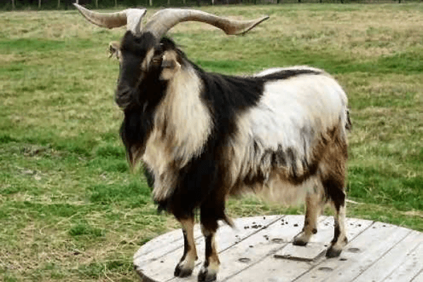 Arapawa Goat