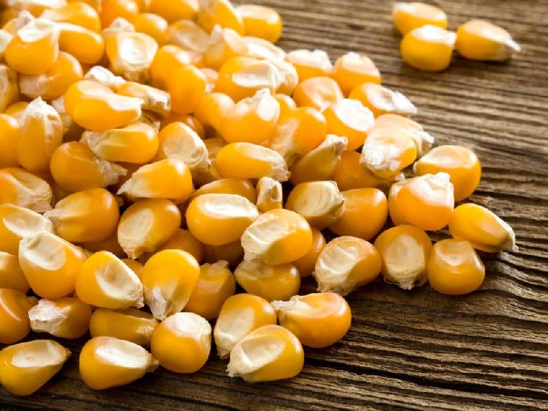 Click & Buy Maize Seeds 2 Kg Get 10 OFF PROMO