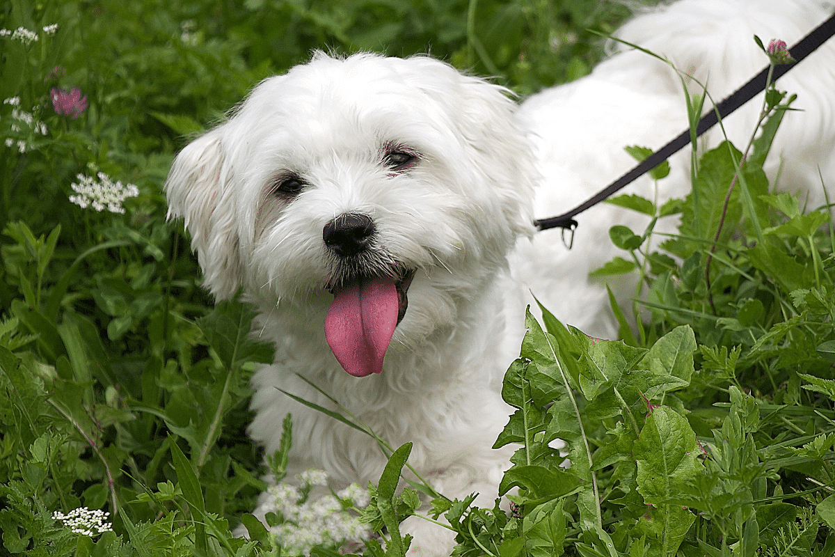 20 Best Farm Dog Breeds That Are Good with Chickens