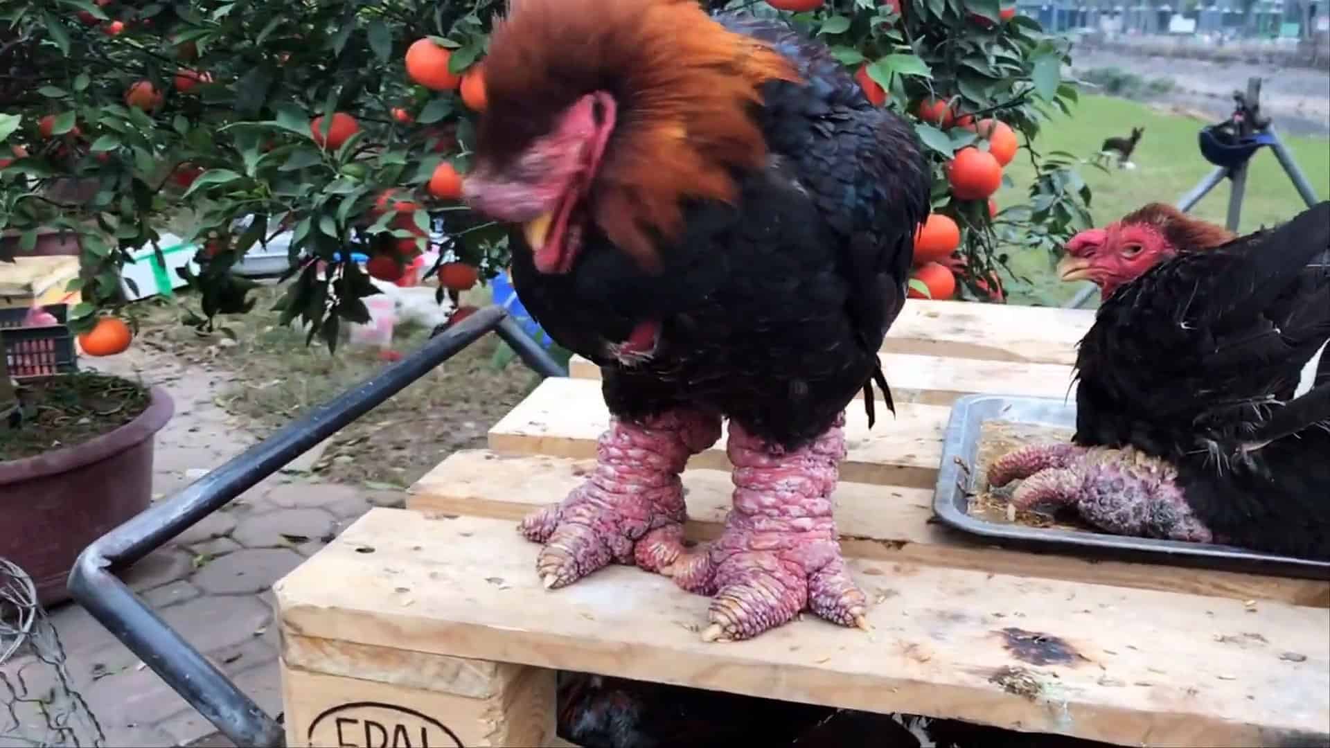 Dong Tao Chicken Traits, Eggs, and FAQ (Expensive Chickens)