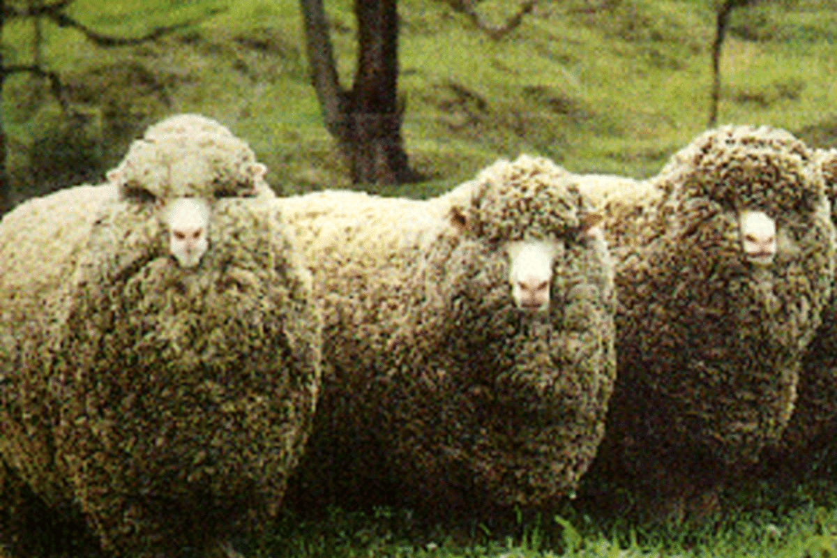 12 Best Sheep Breeds for Wool (With Pictures)