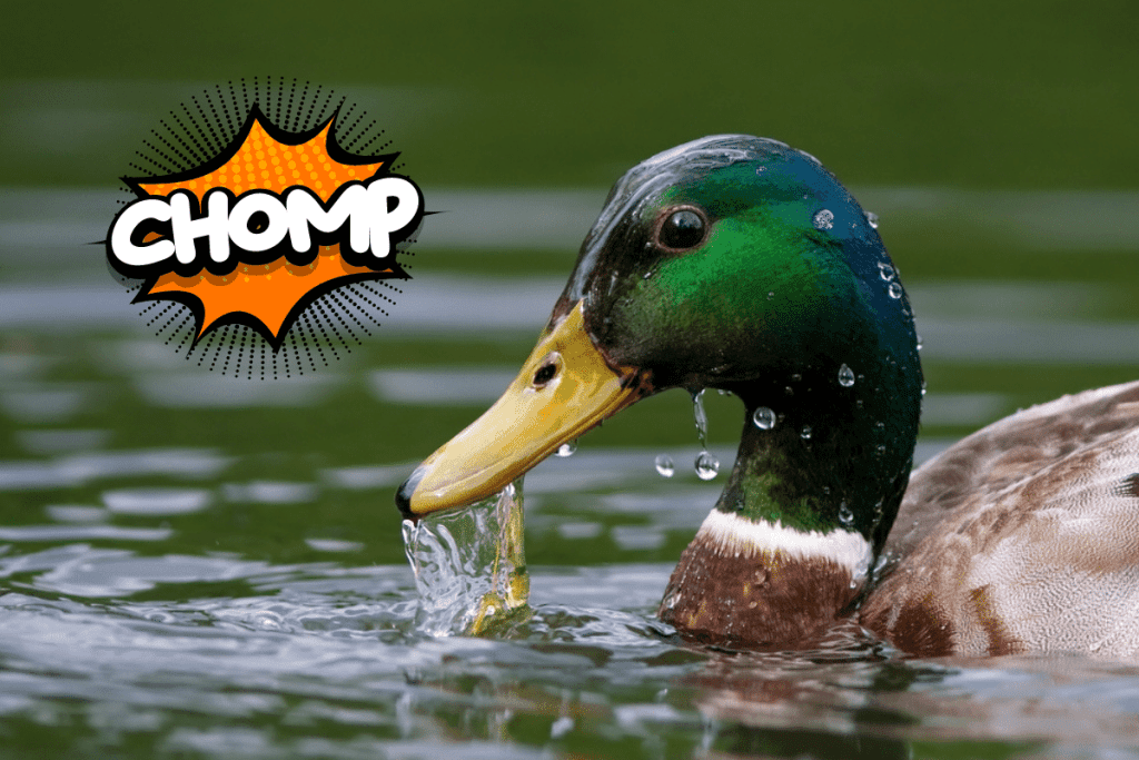 Why Do Ducks Bite?