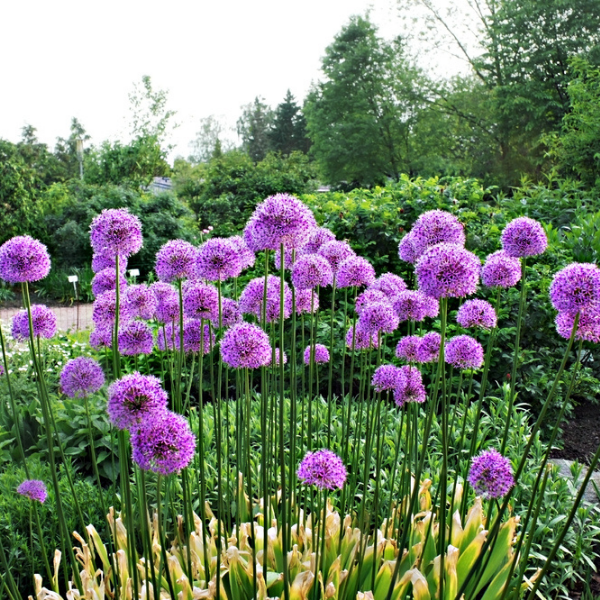 How To Grow & Care For Allium Flowers Farm Plastic Supply