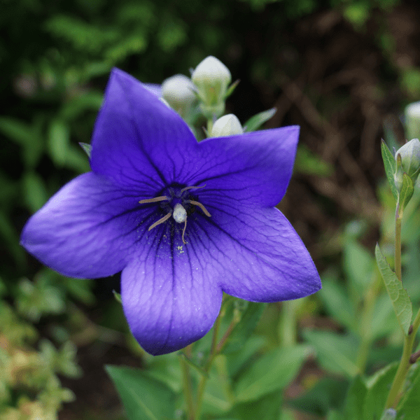 Balloon Flower Facts, Growing Conditions & Care Farm Plastic Supply