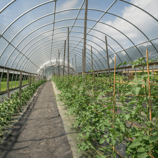 6 Mil UV Protective Greenhouse Plastic Farm Plastic Supply
