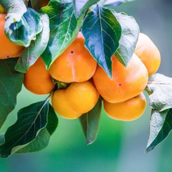 Date Plums History, Info, and Description Farm Plastic Supply