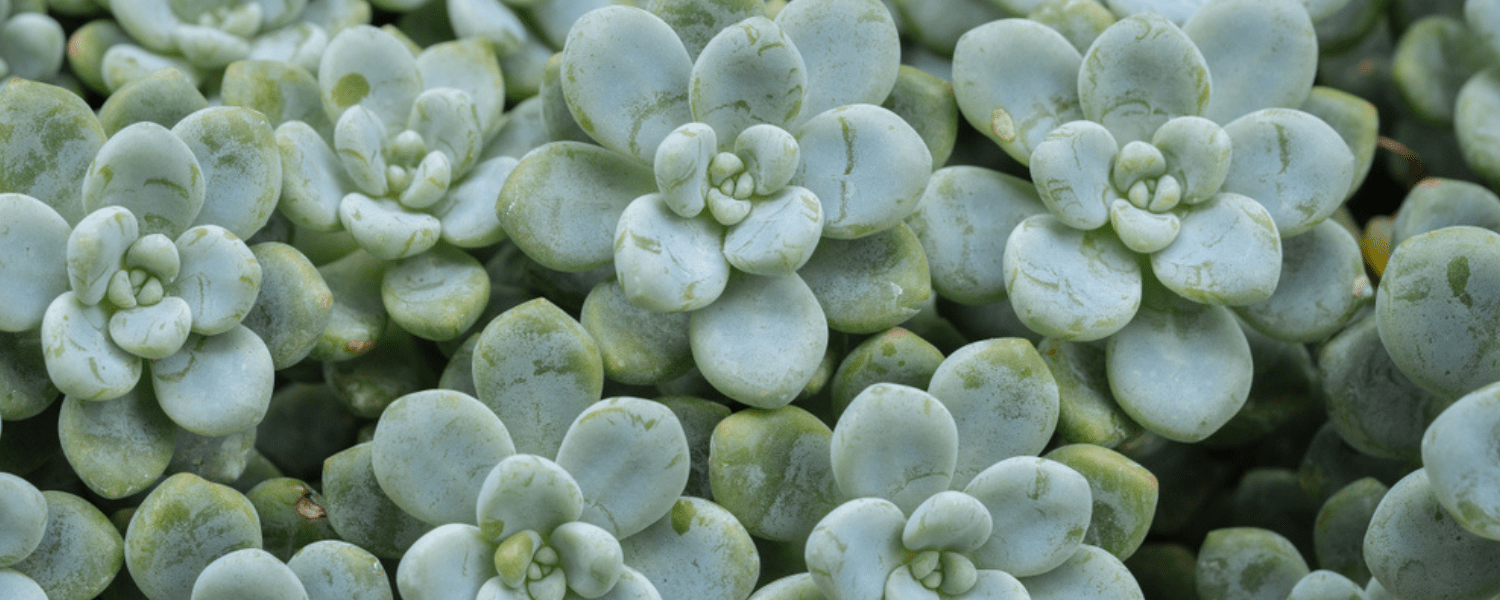 Moonstone Succulents (Pachyphtum Oviferum) Growing Guide Farm