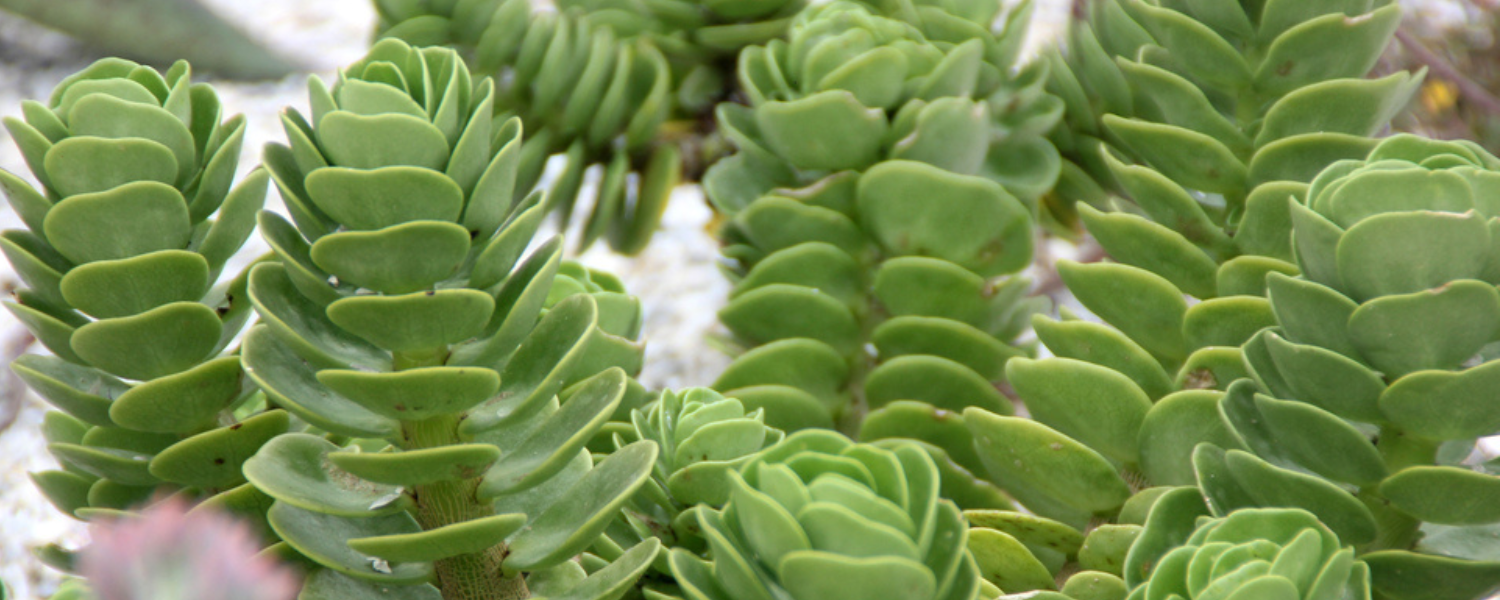 Petal Leaf Succulent (Portulaca Molokiniensis) Growing Tips & Plant