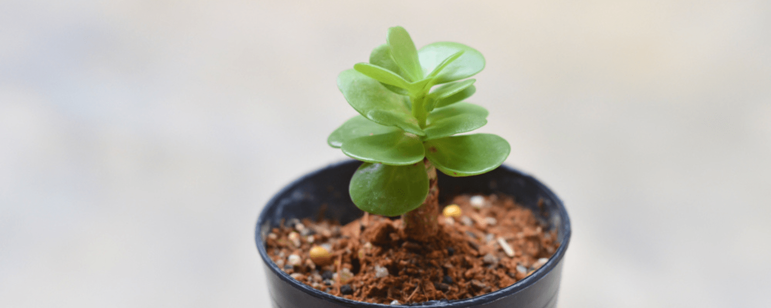 Petal Leaf Succulent (Portulaca Molokiniensis) Growing Tips & Plant