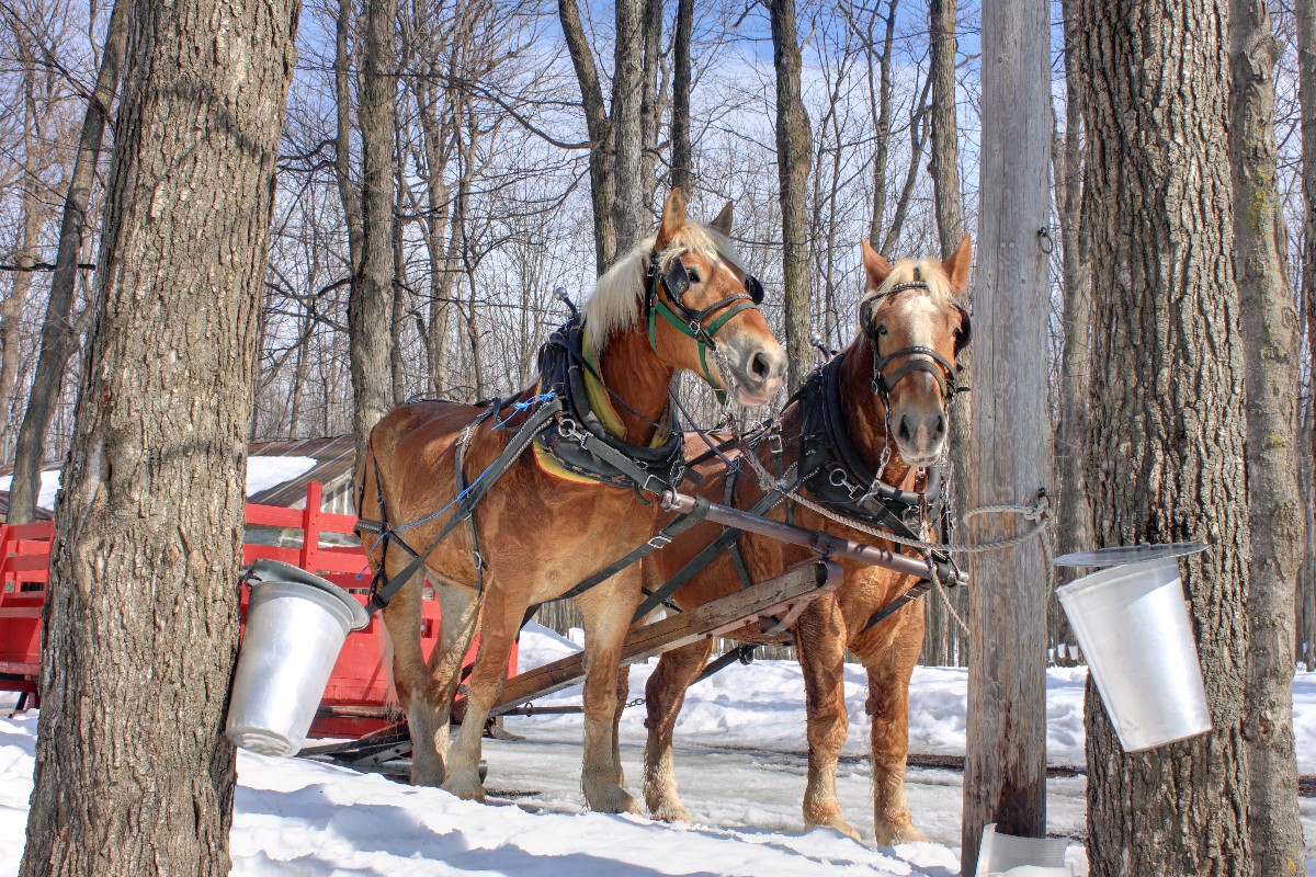 Maple Sap Buckets in Spring (Canada) Farm Safety Nova Scotia Safe