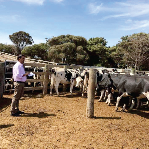 Import Cow from Australia Farm Solutions