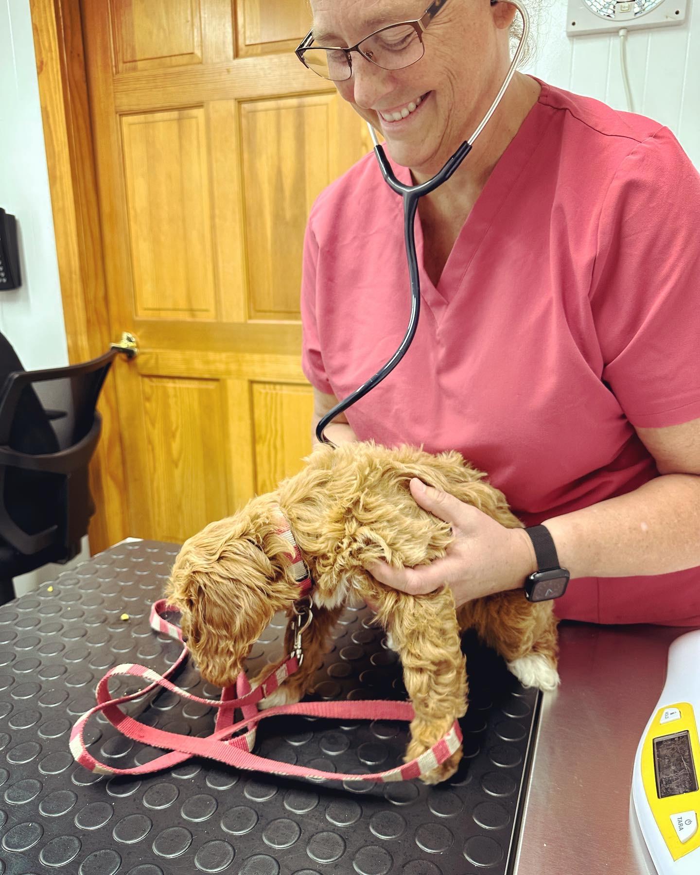 Wellness Care & Vaccines in Beverly Farms, MA Farms Vet Clinic