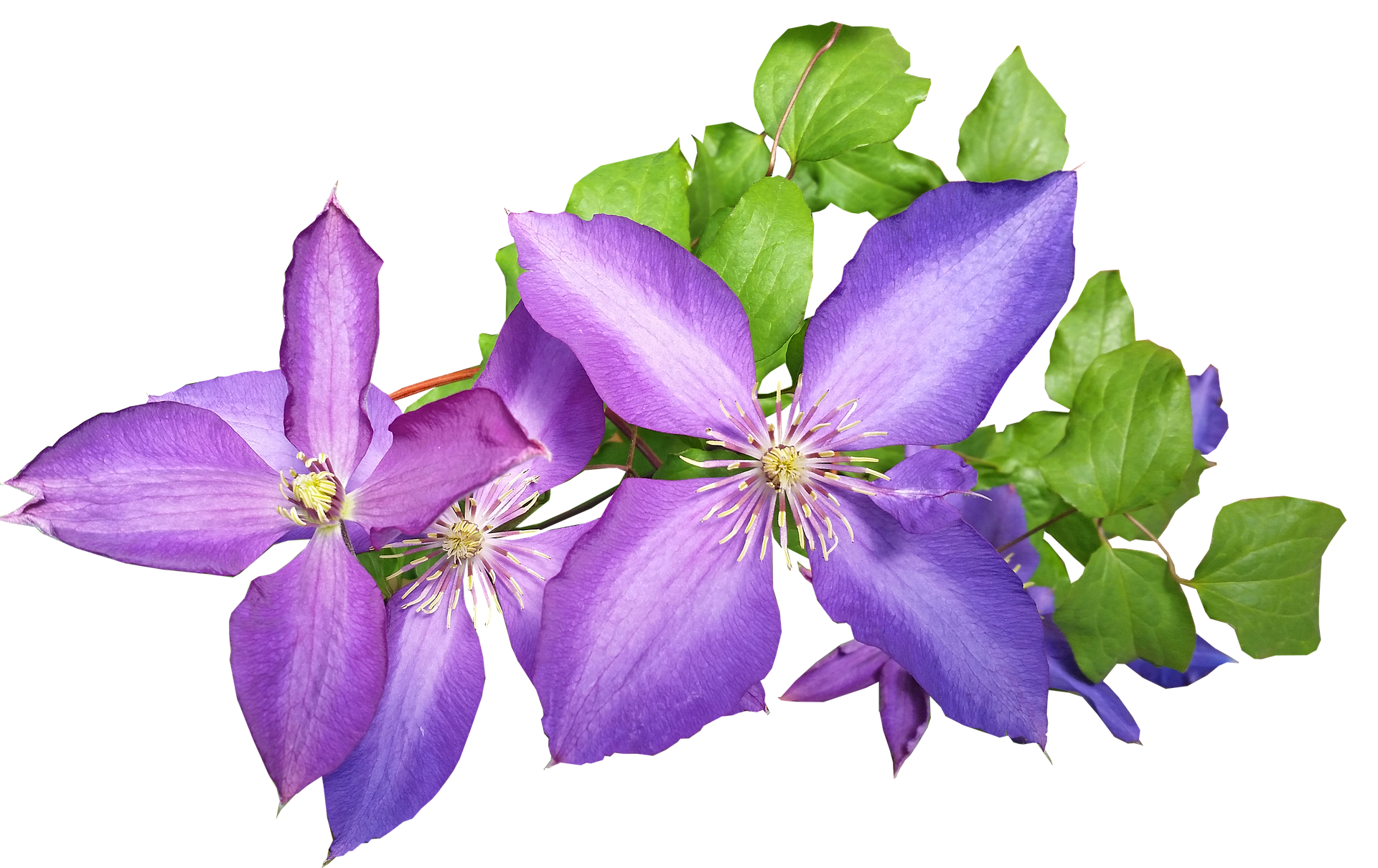 8 Best Fertilizer For Clematis In 2021 Reviewed FarmTilling