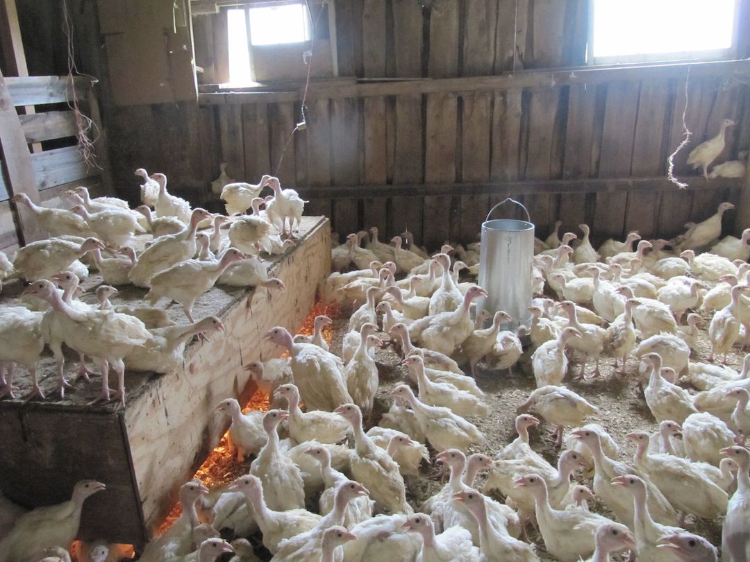 Narrowing the gap Stillman Quality Meats and the Turkey Farm Farm Values