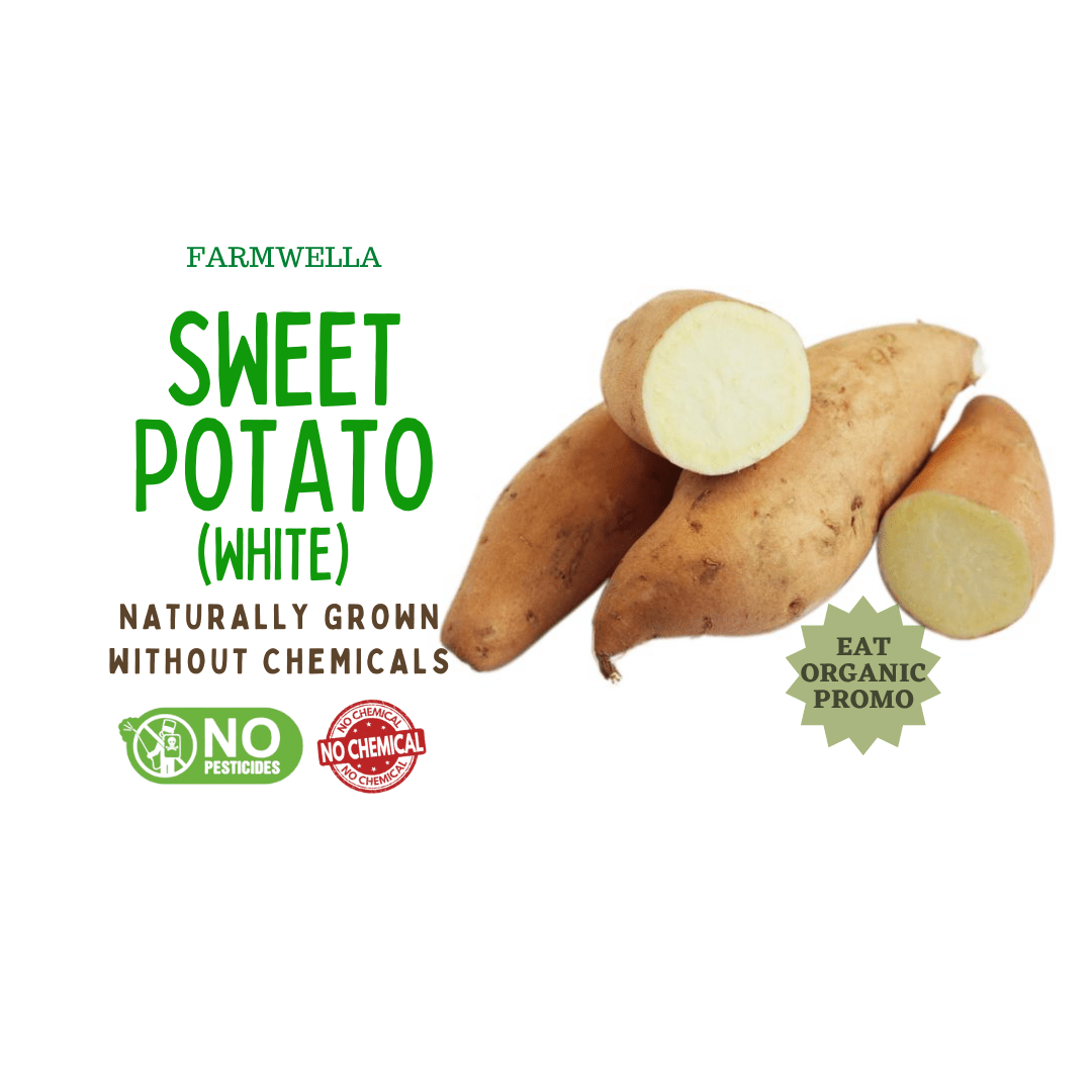 Sweet Potato (White)